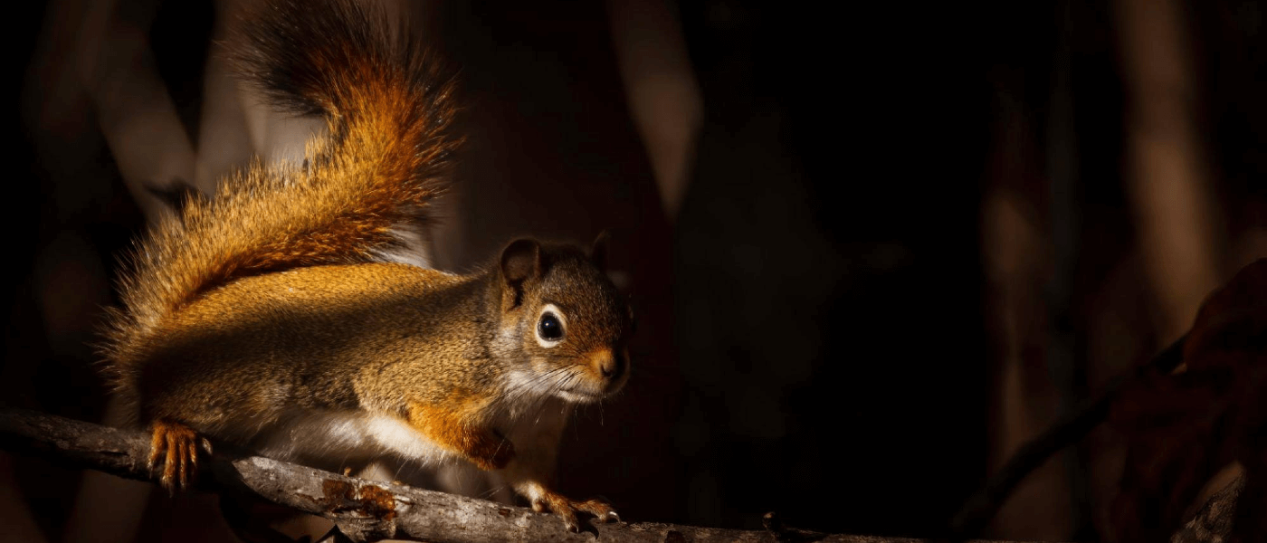 Not All Squirrels are Created Equal
