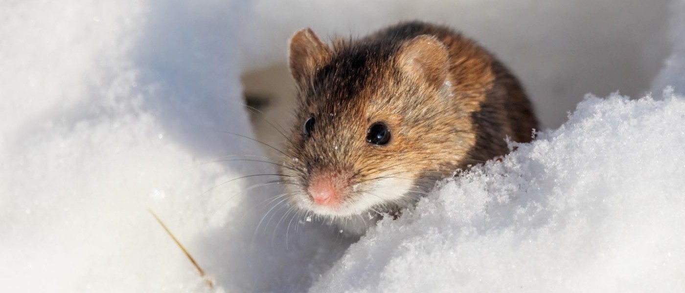 A mouse sitting in snow