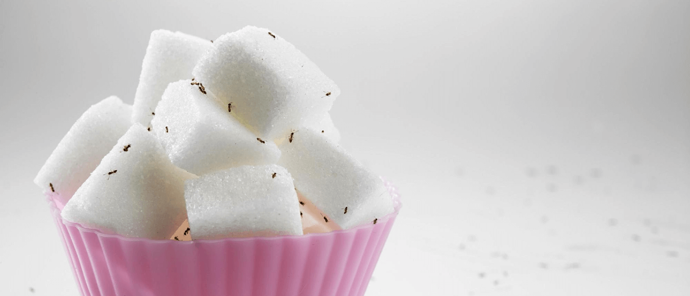 PSA: Sugar Ants Don't Live in the US at All