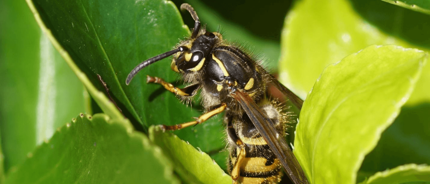 Pest Alert: The Wasps Are Out. Here’s What You Need to Know.