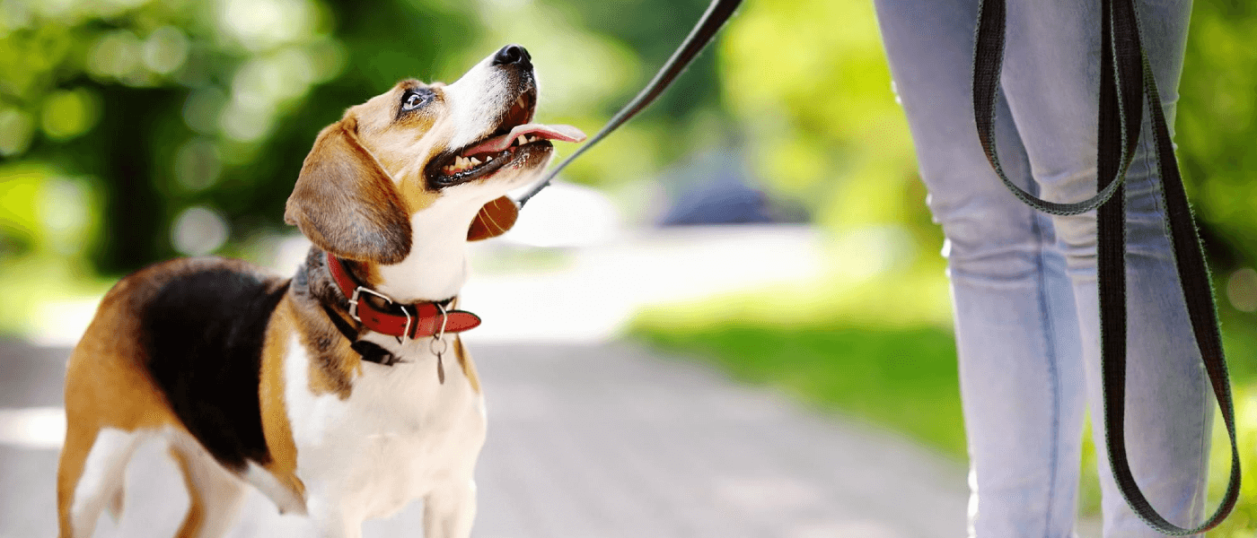 Responsible Pest Control Guide for Pet Owners
