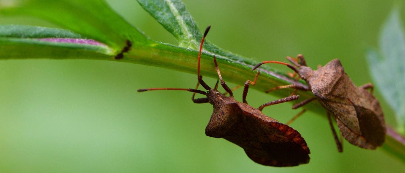 Close-up photo of two stink bugs on a plant