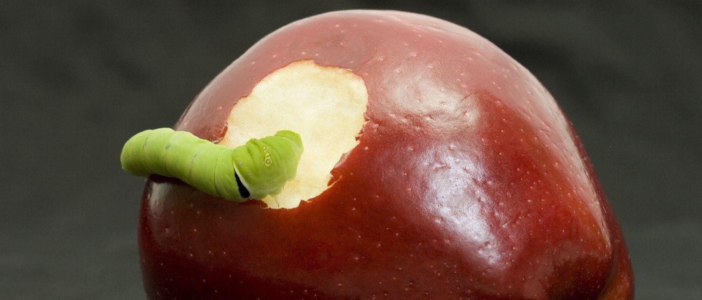 Worm crawling into a bitten red apple
