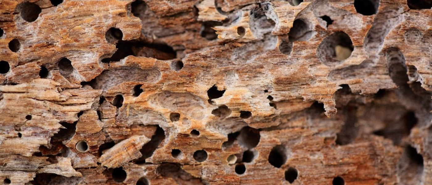 Wood damaged by termites