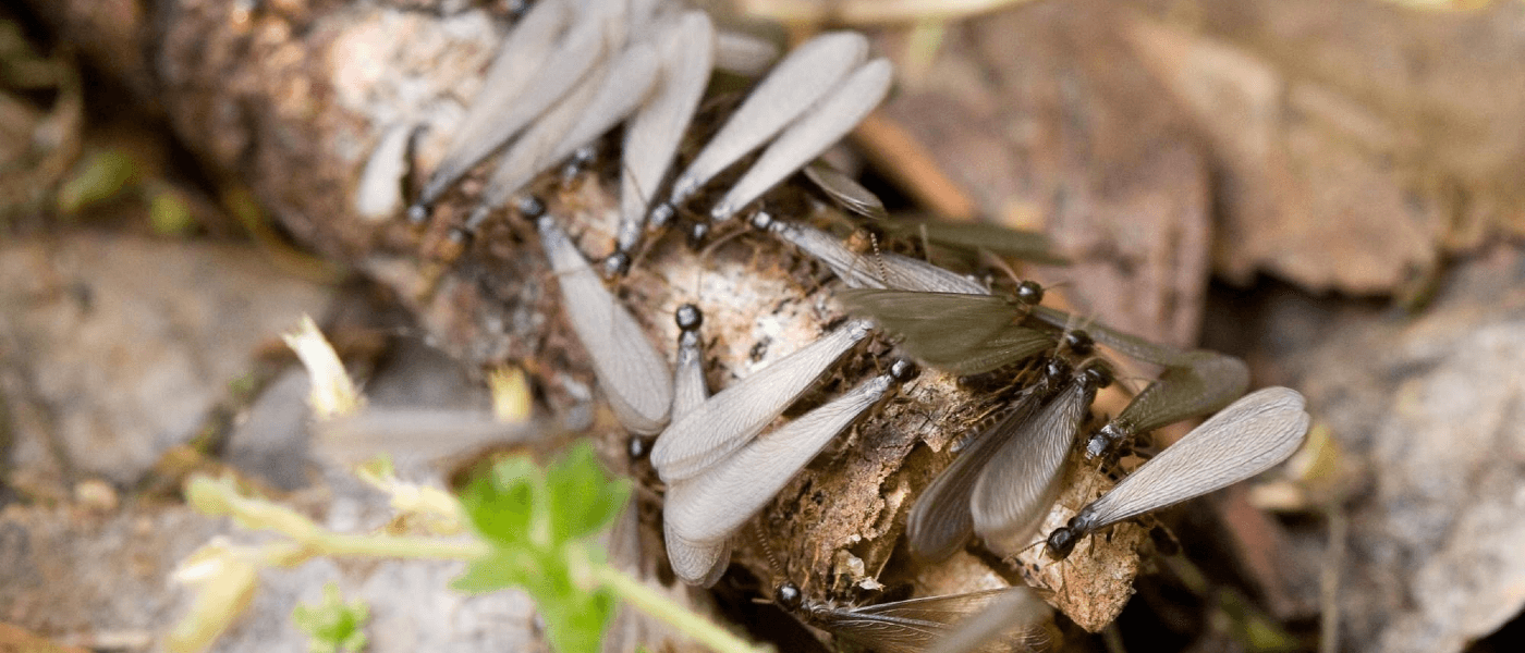 Termite Swarming: When to Worry
