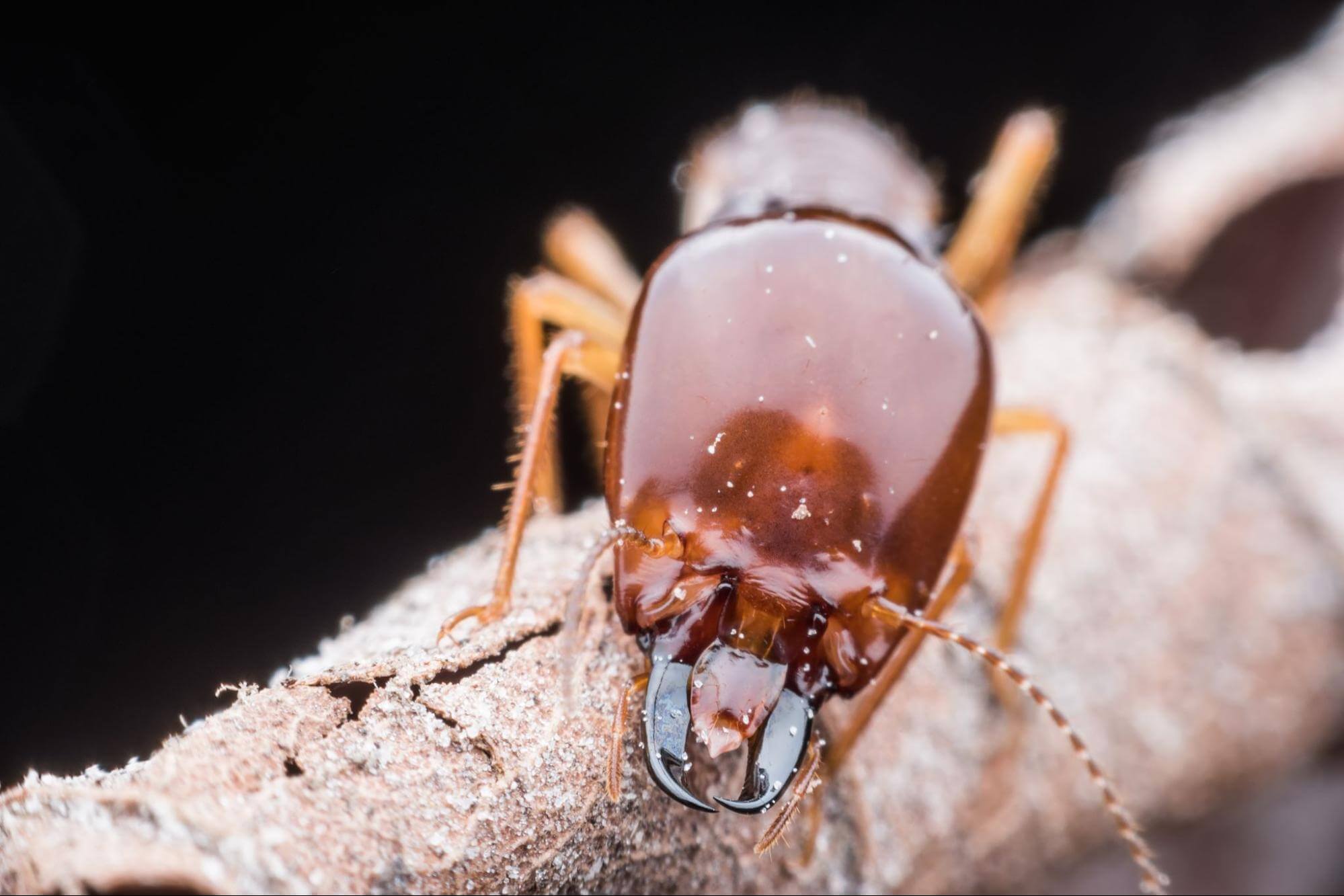 Cockroach perched on a twig, under a dark background.
