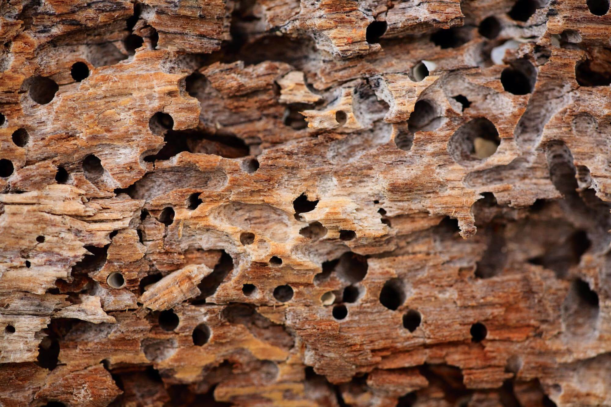 Wood, with holes and tunnels, indicating insect activity.