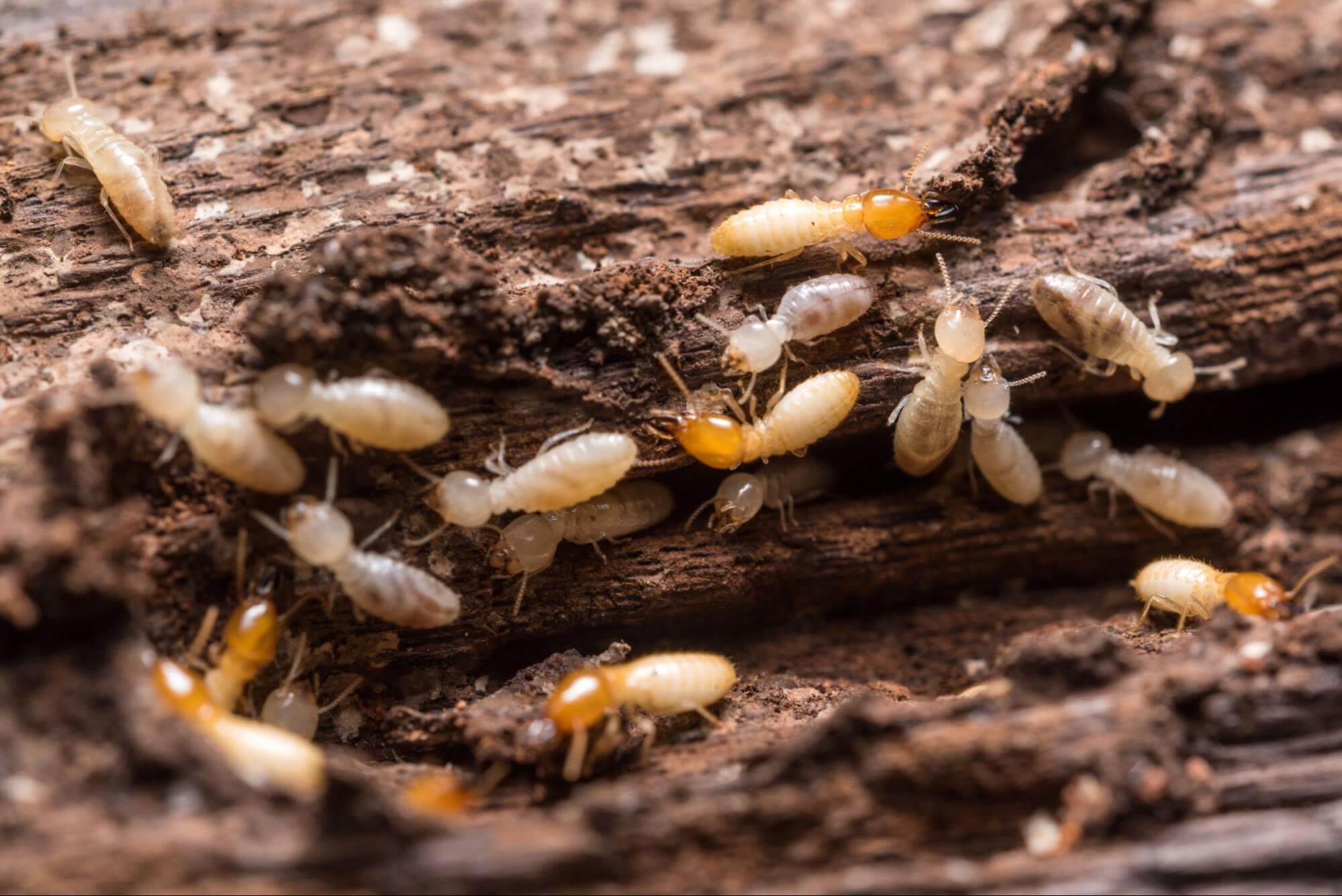 Termites crawling on decayed wood in a close-up view.