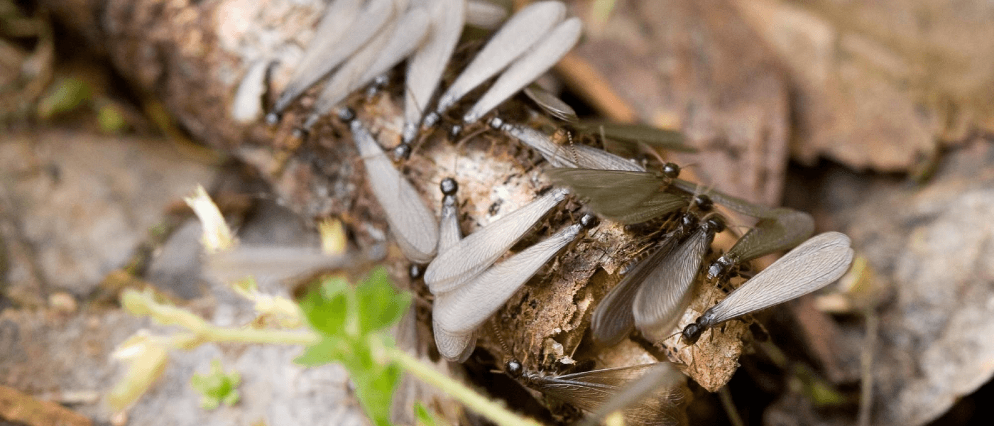 Termites in the Yard: When to Get the Pros Involved