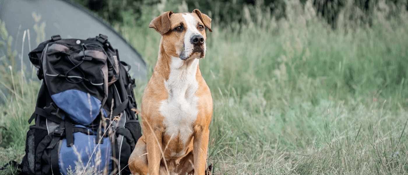 A dog ready for a hike among the tall grass.