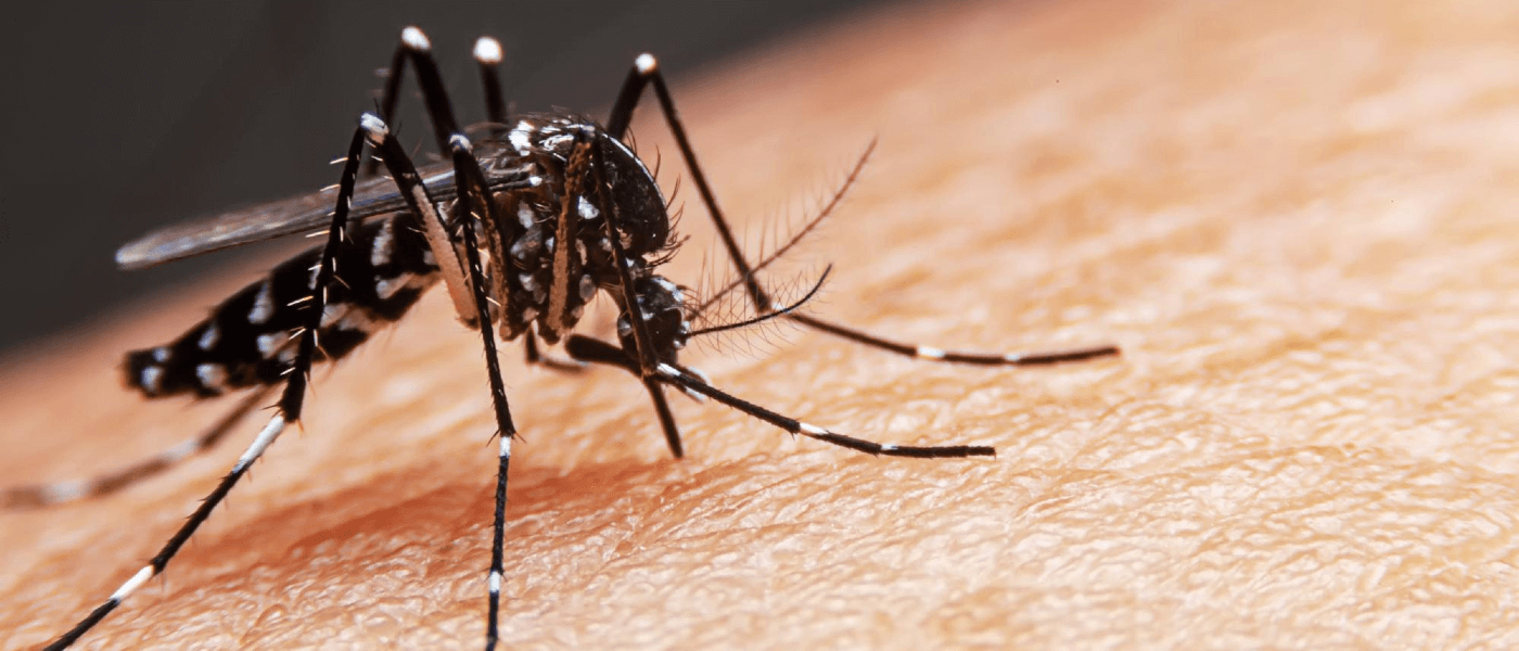 Mosquito resting on a person's arm