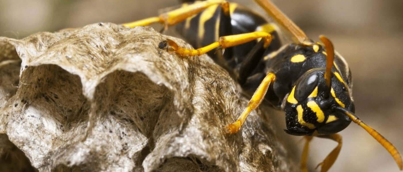 Image of a wasp on its nest.