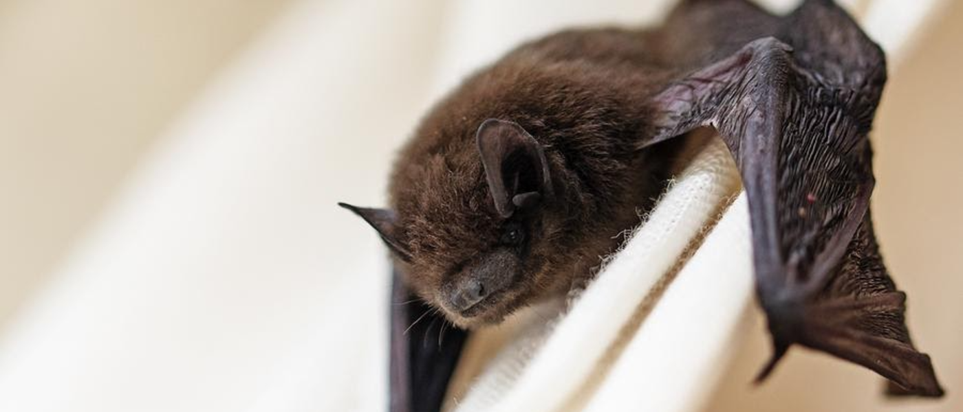 Close-up photo of a bat