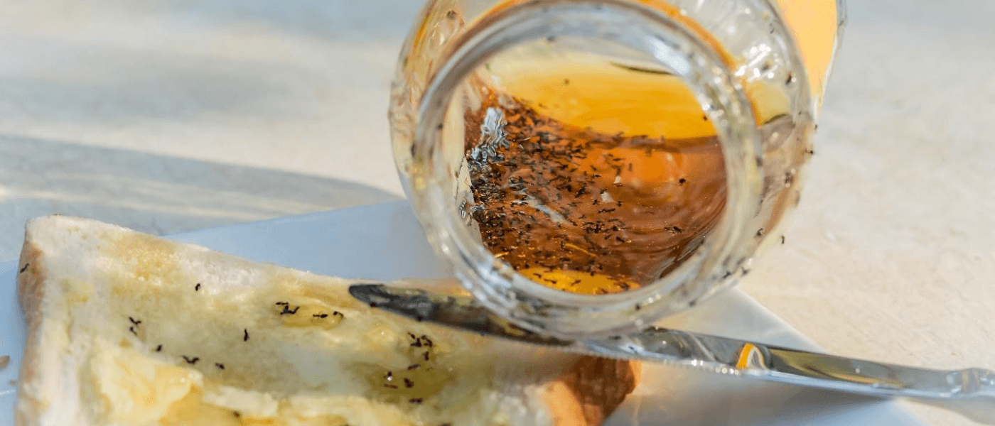 Ants invading a spilled bottle of honey in a kitchen.