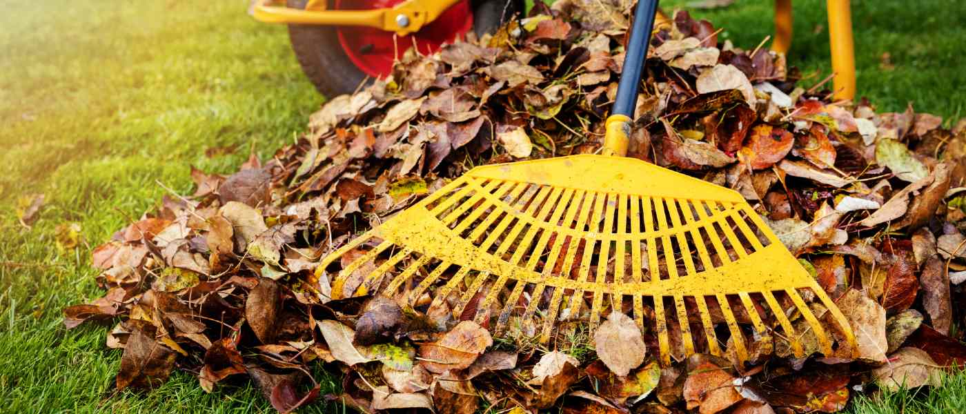 Pile of fallen leaves being raked