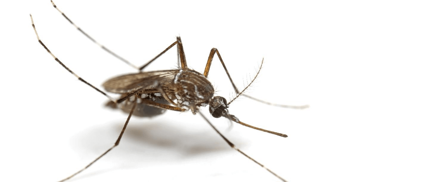 Why Mosquitoes Love Your Ears