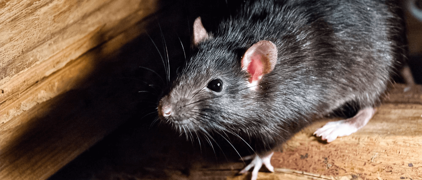 Dead mouse caught in snap trap on white background, closeup Stock