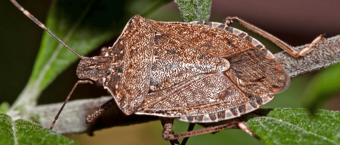 A close up image of a stink bug