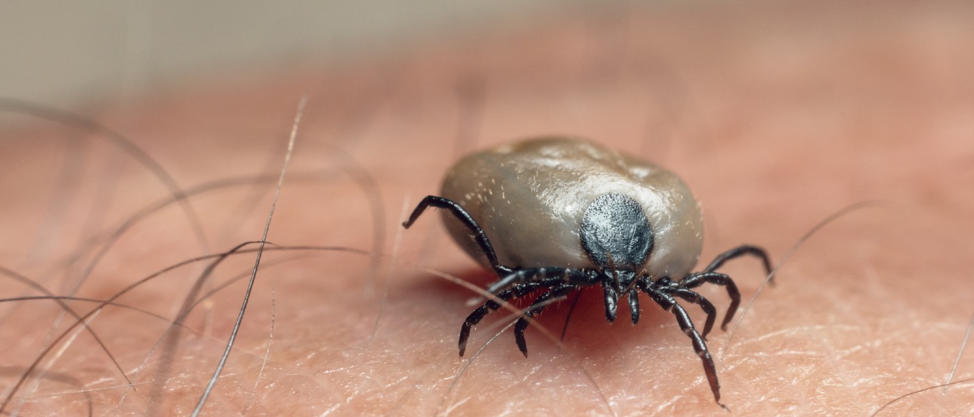 Close-up of tick on a human