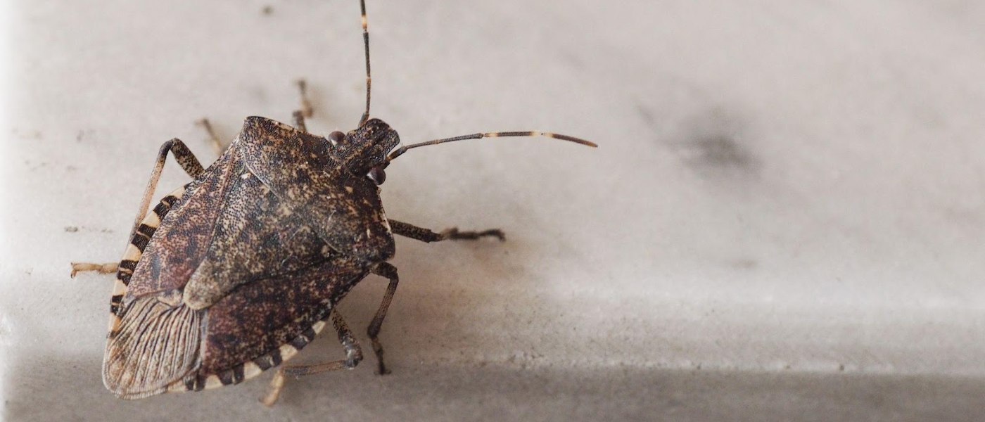 Close-up of a stink bug