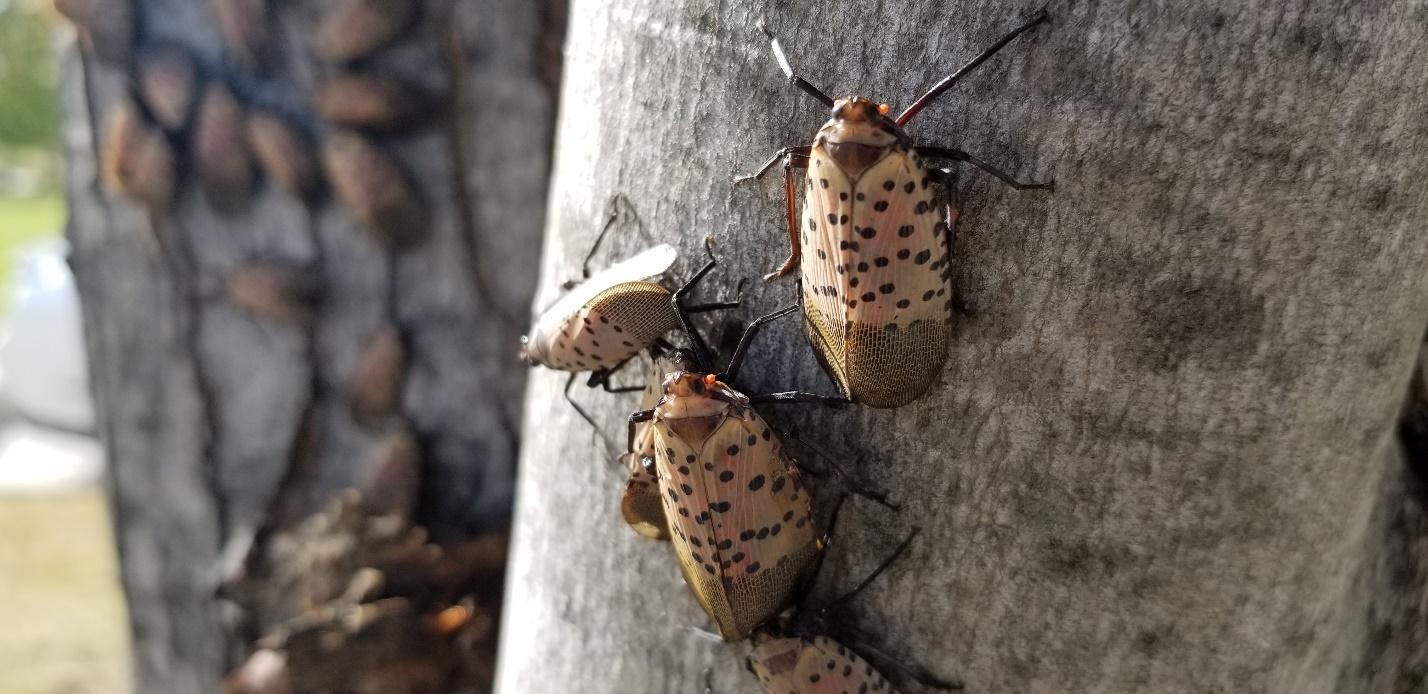 A group of spotted lanternflies on a tree