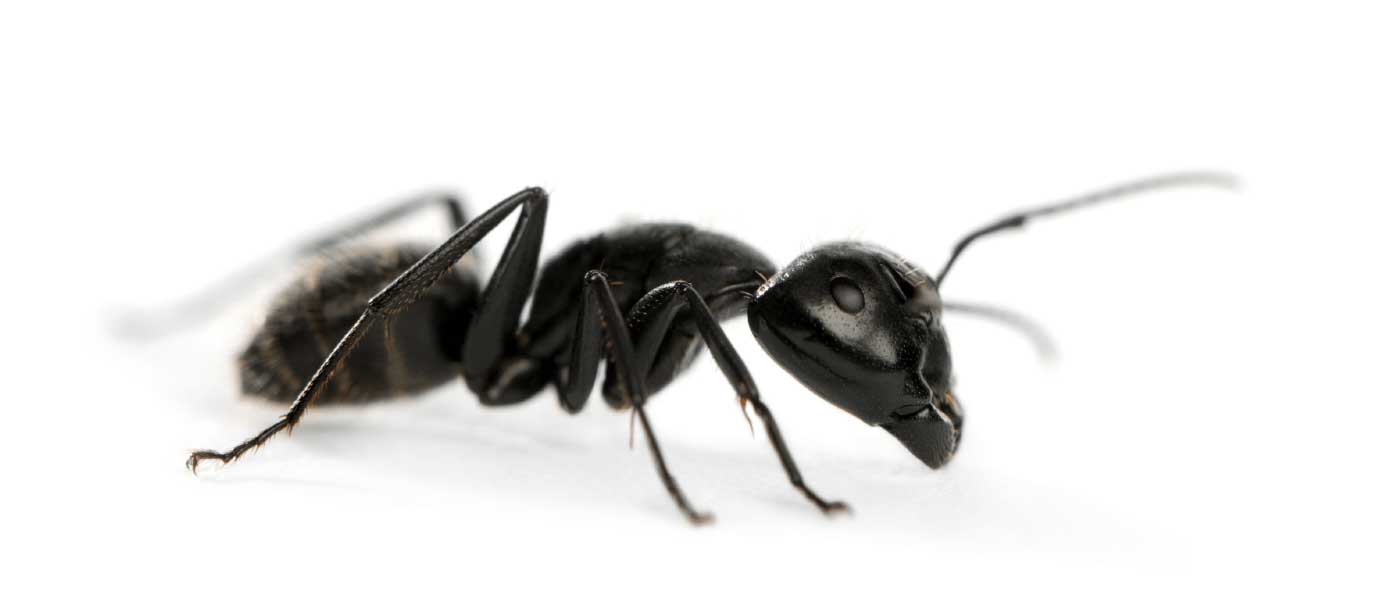 This Is A Close Up Of A Big Ant With Big Antennae Background