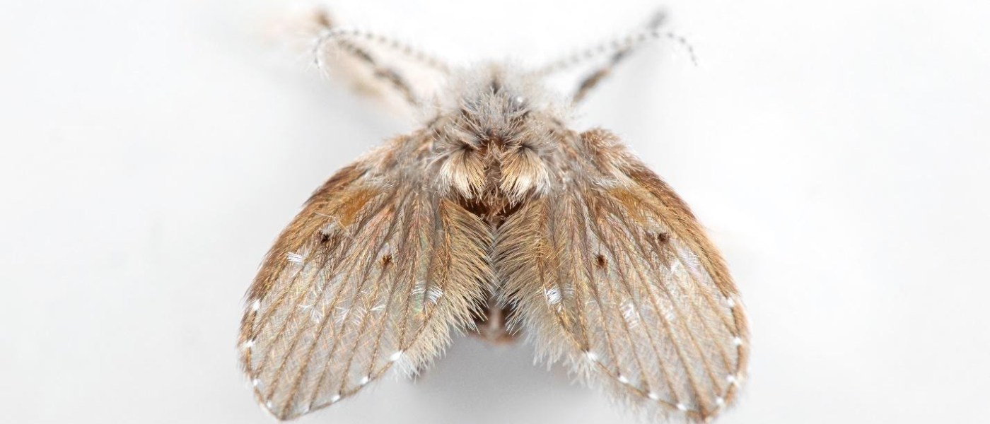 Close-up of a drain fly