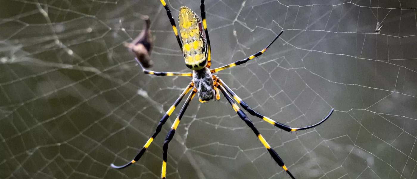 joro spider in web