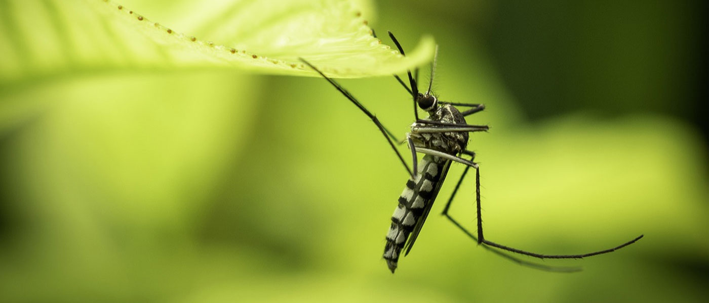 mosquito in garden