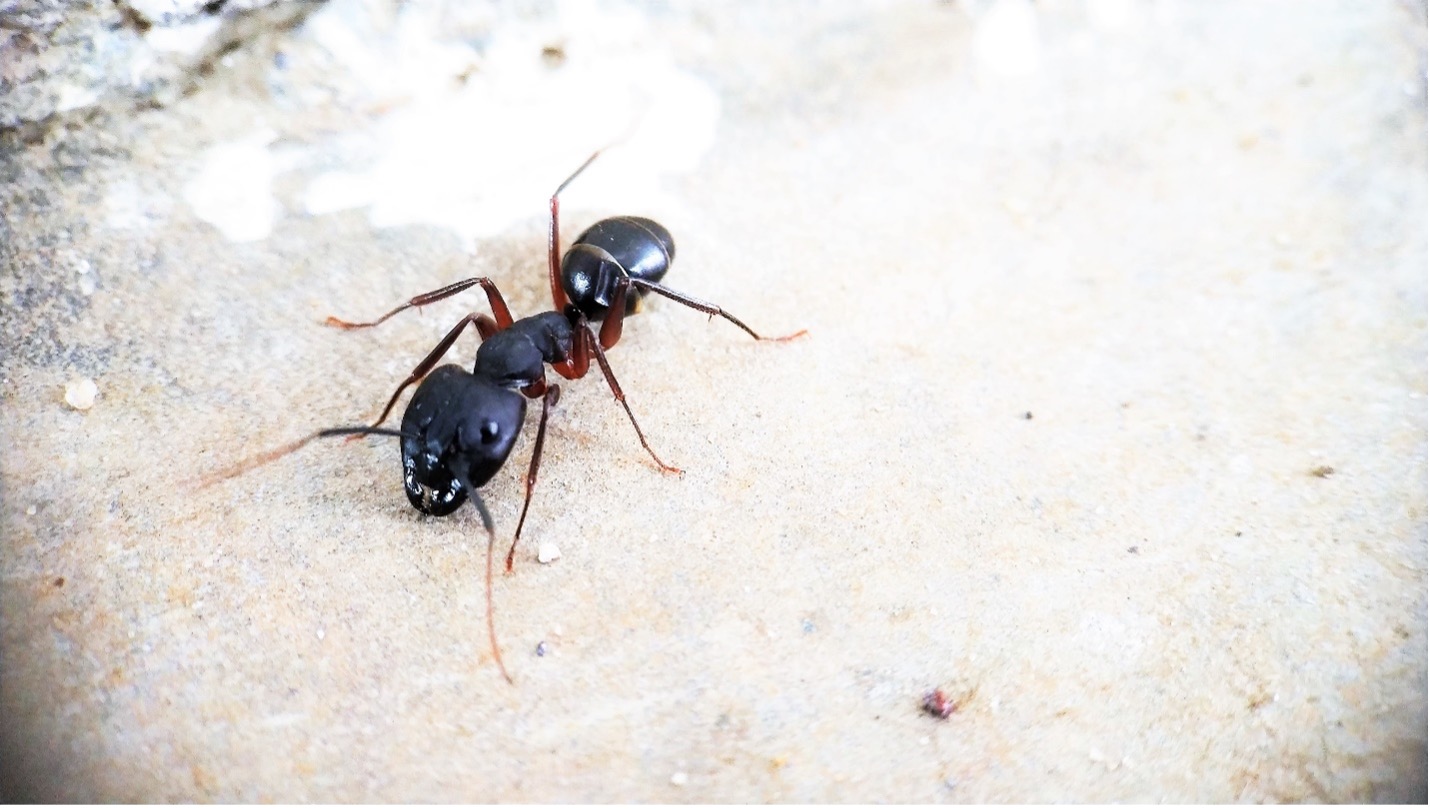 carpenter ants