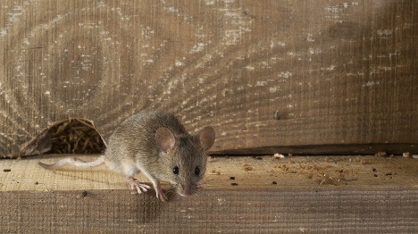 Will Rodent Bait Cause Mice to Die in the Walls?