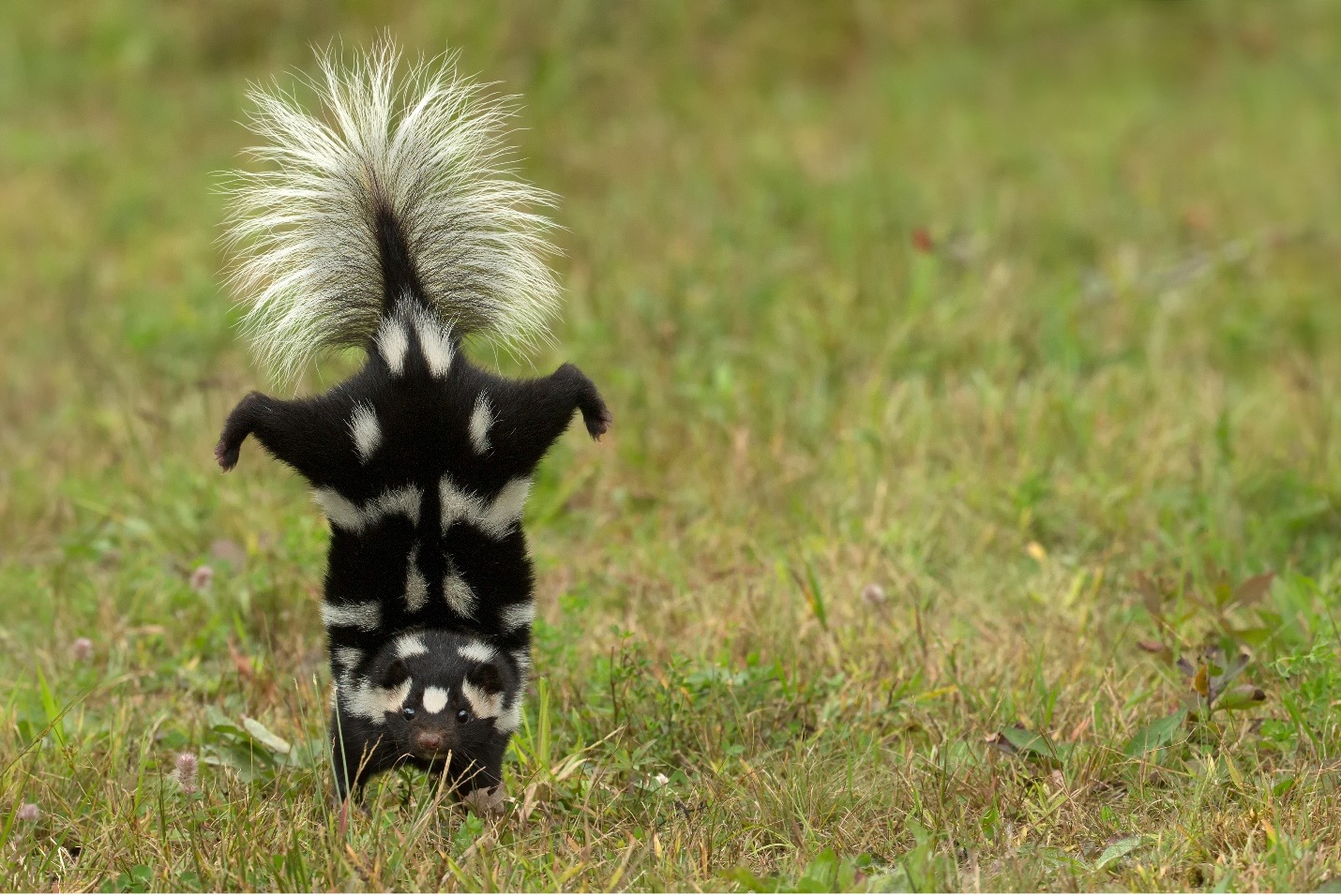 Skunks