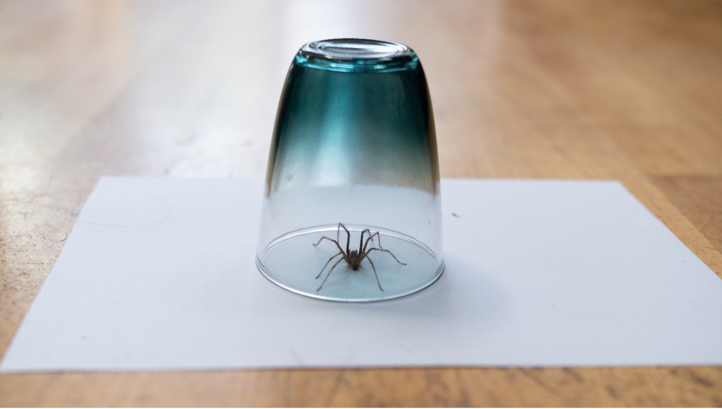catching a spider in a cup