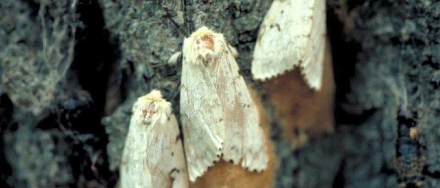 spongy moth