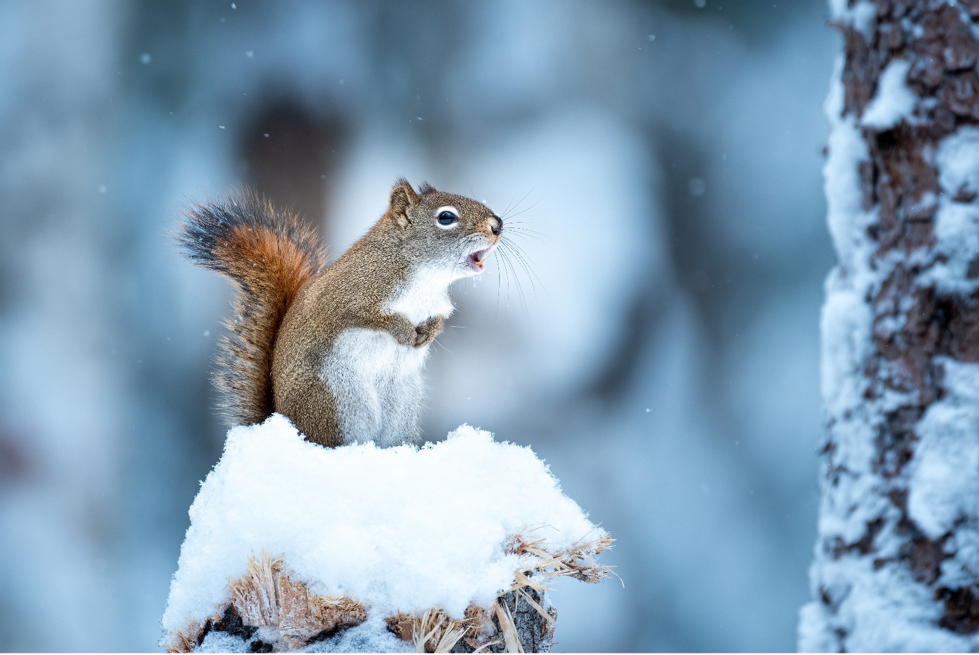 squirrels in winter