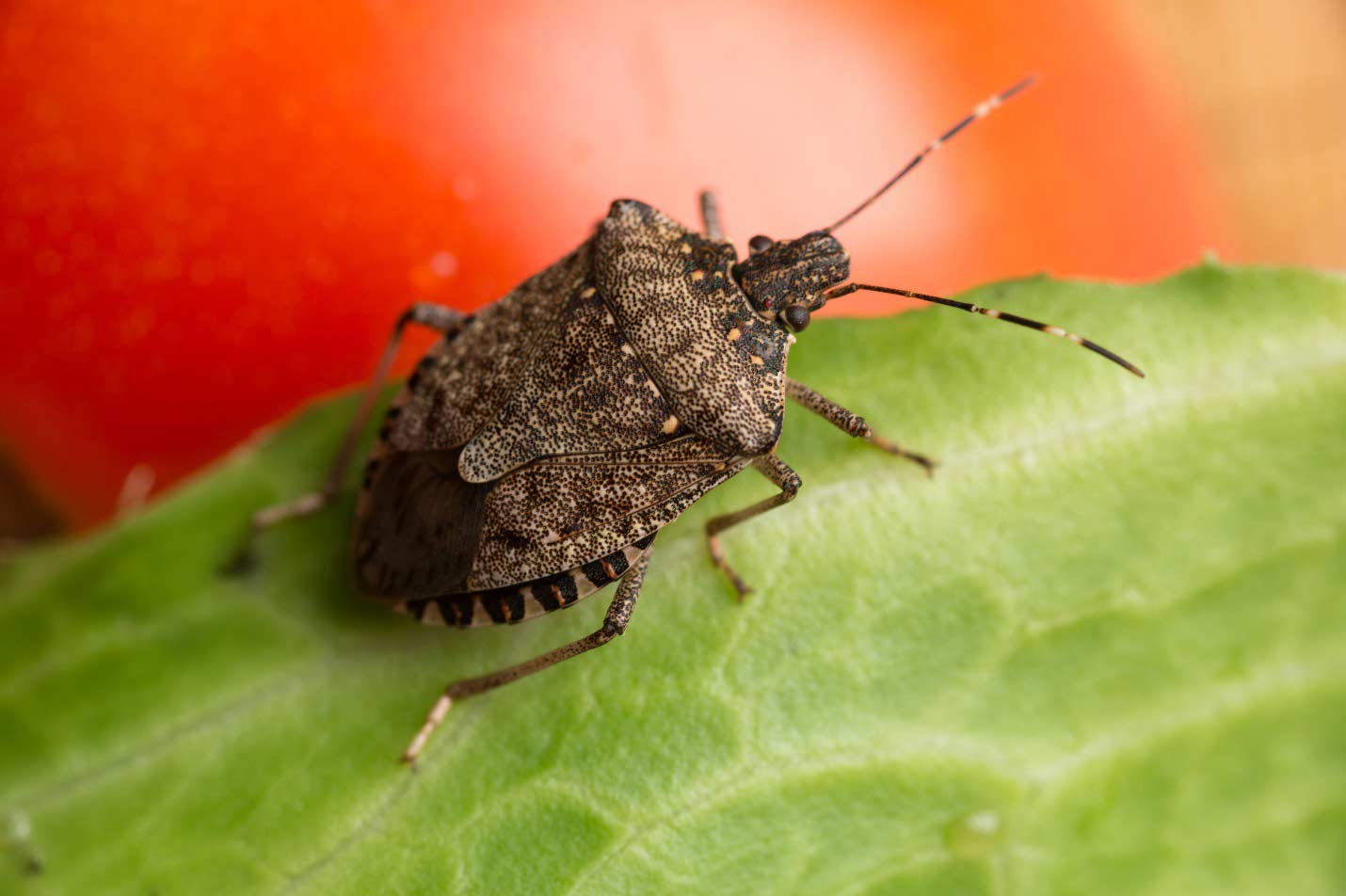 stink bugs