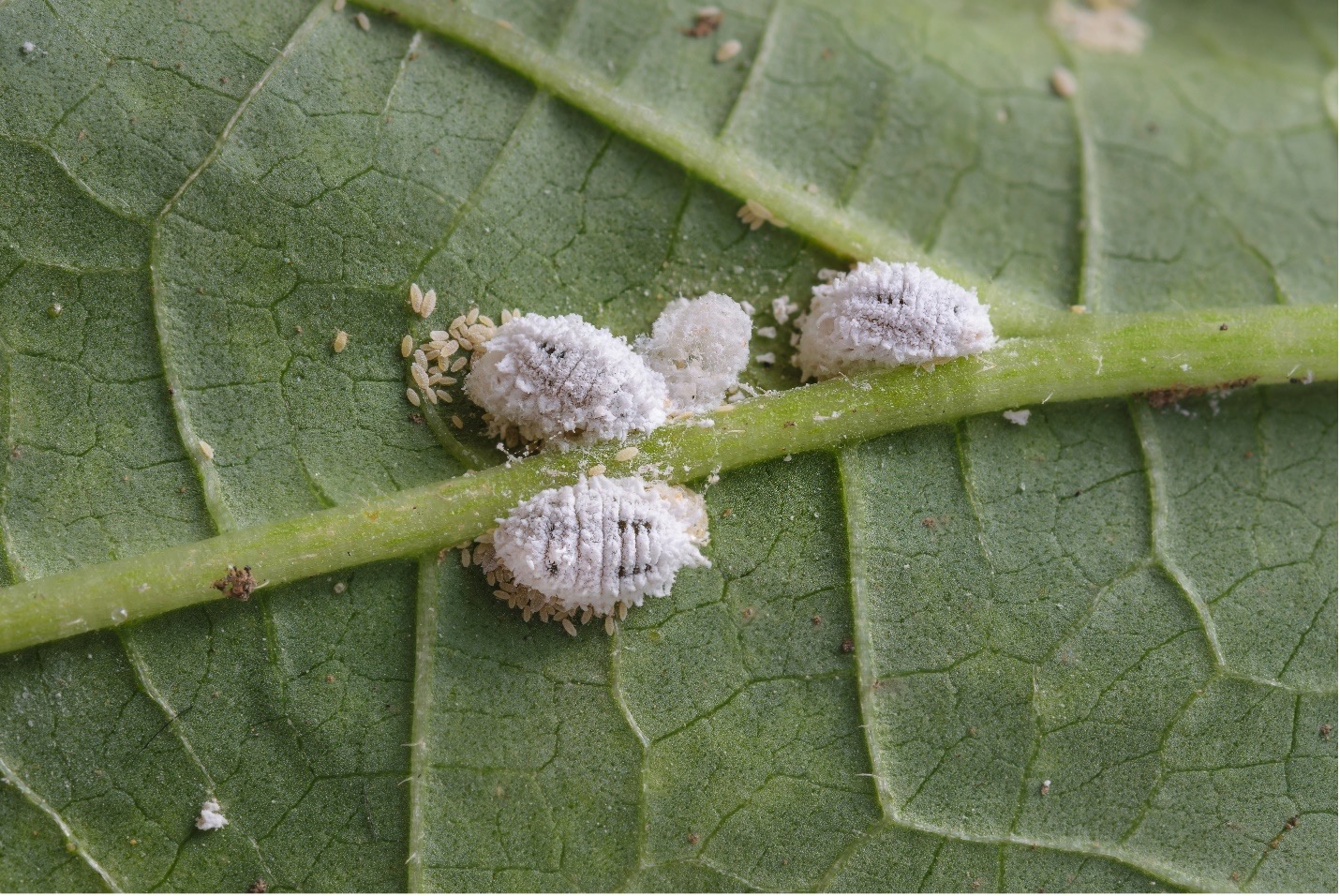 white bugs on houseplants