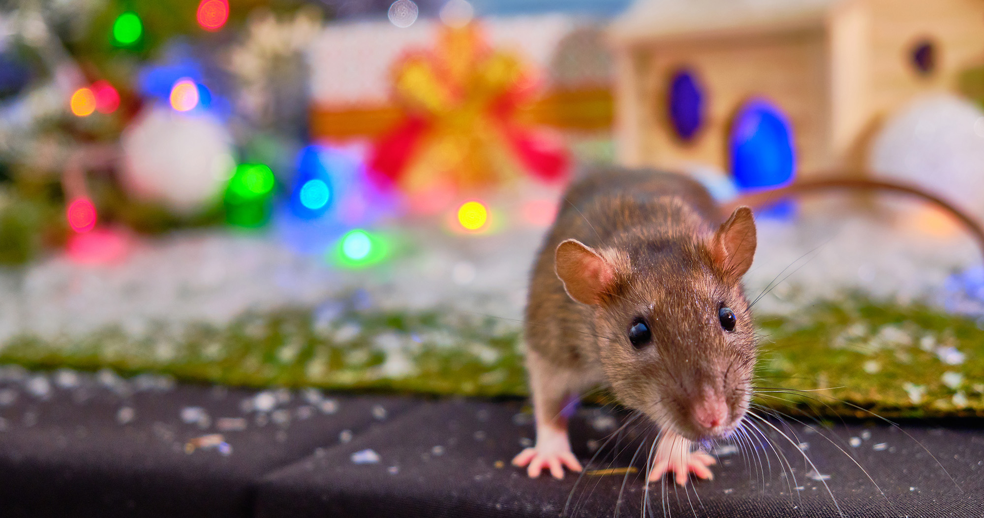 mouse at christmas