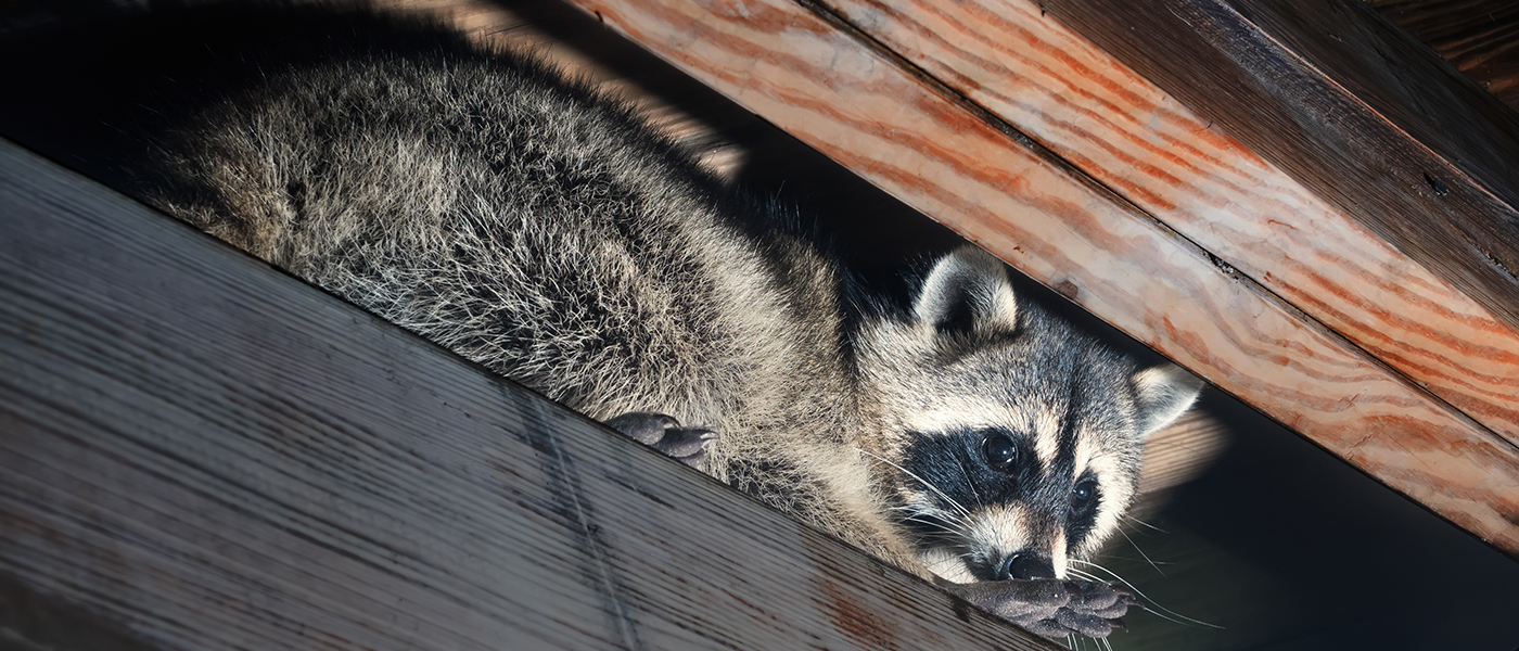 raccoon in attic