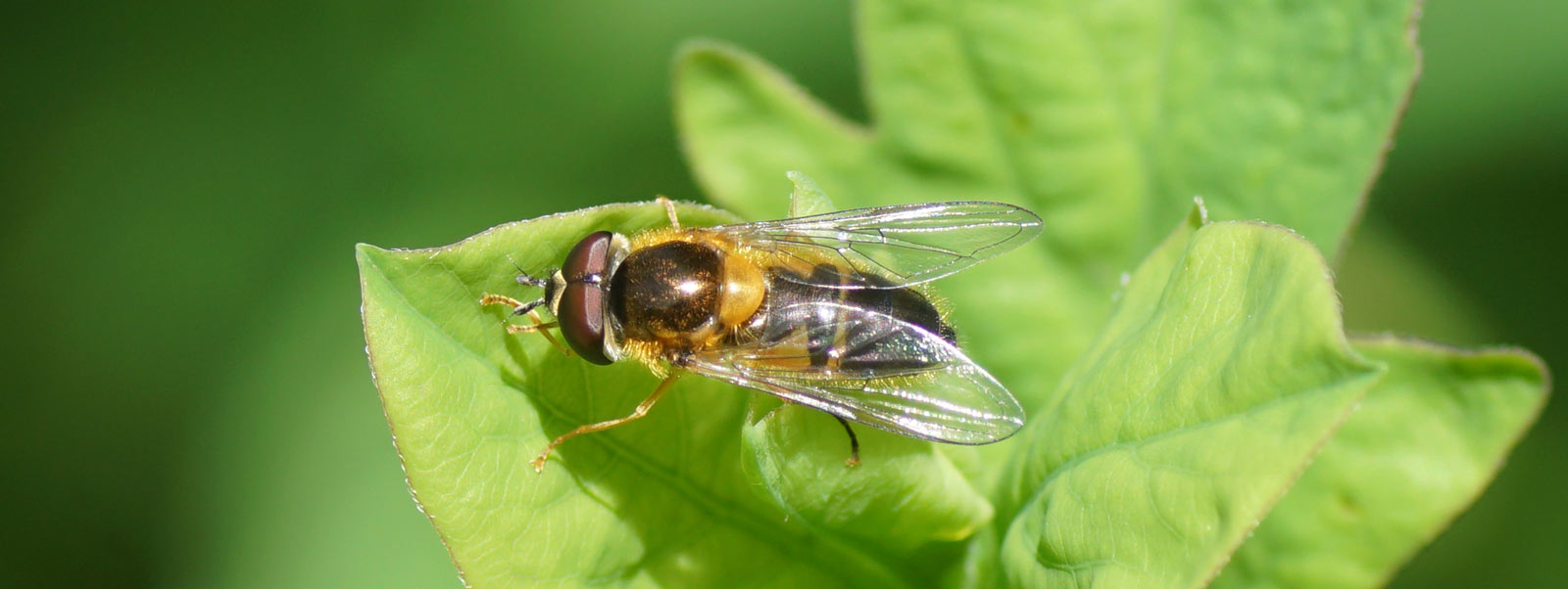 hoverfly