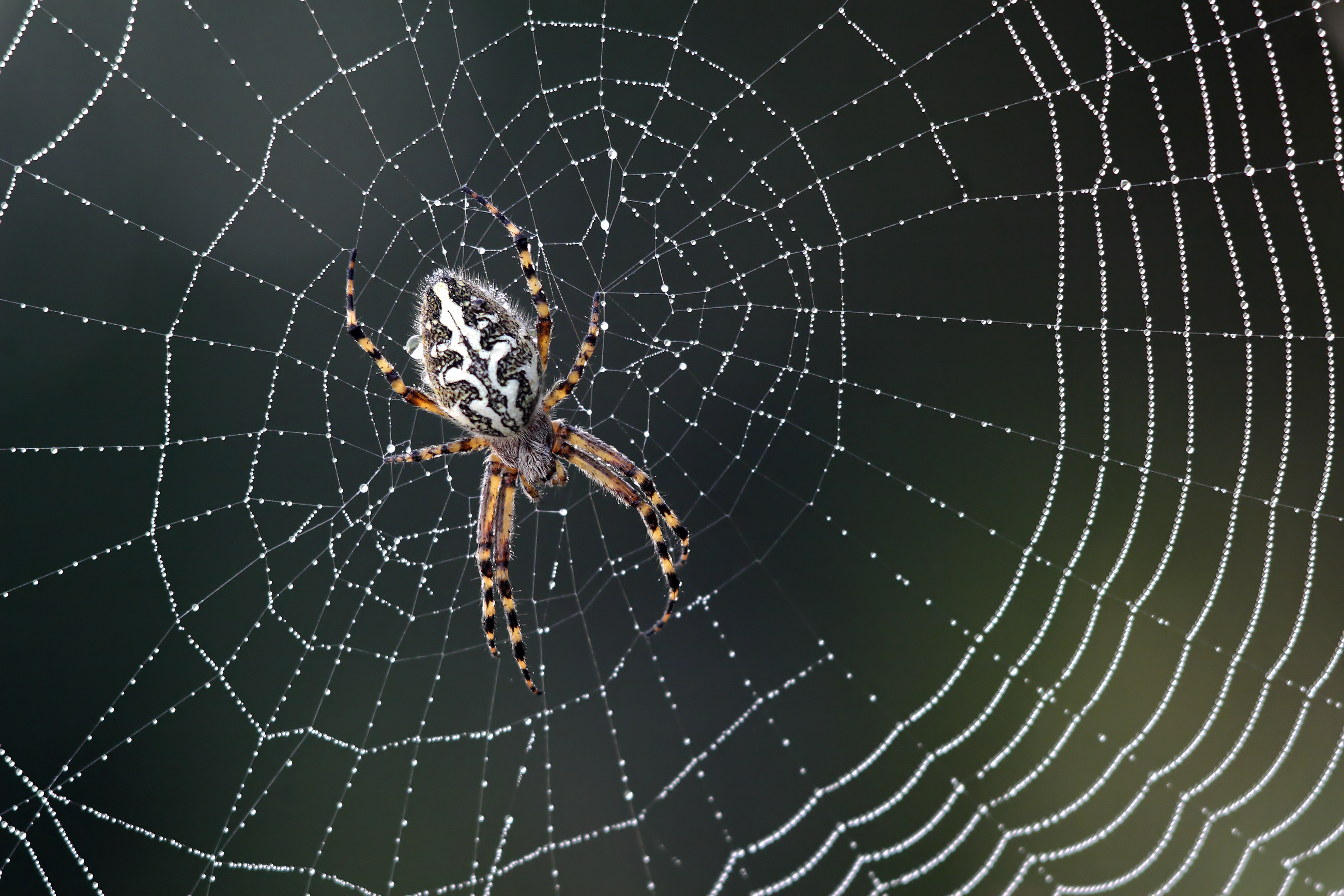 spider in web