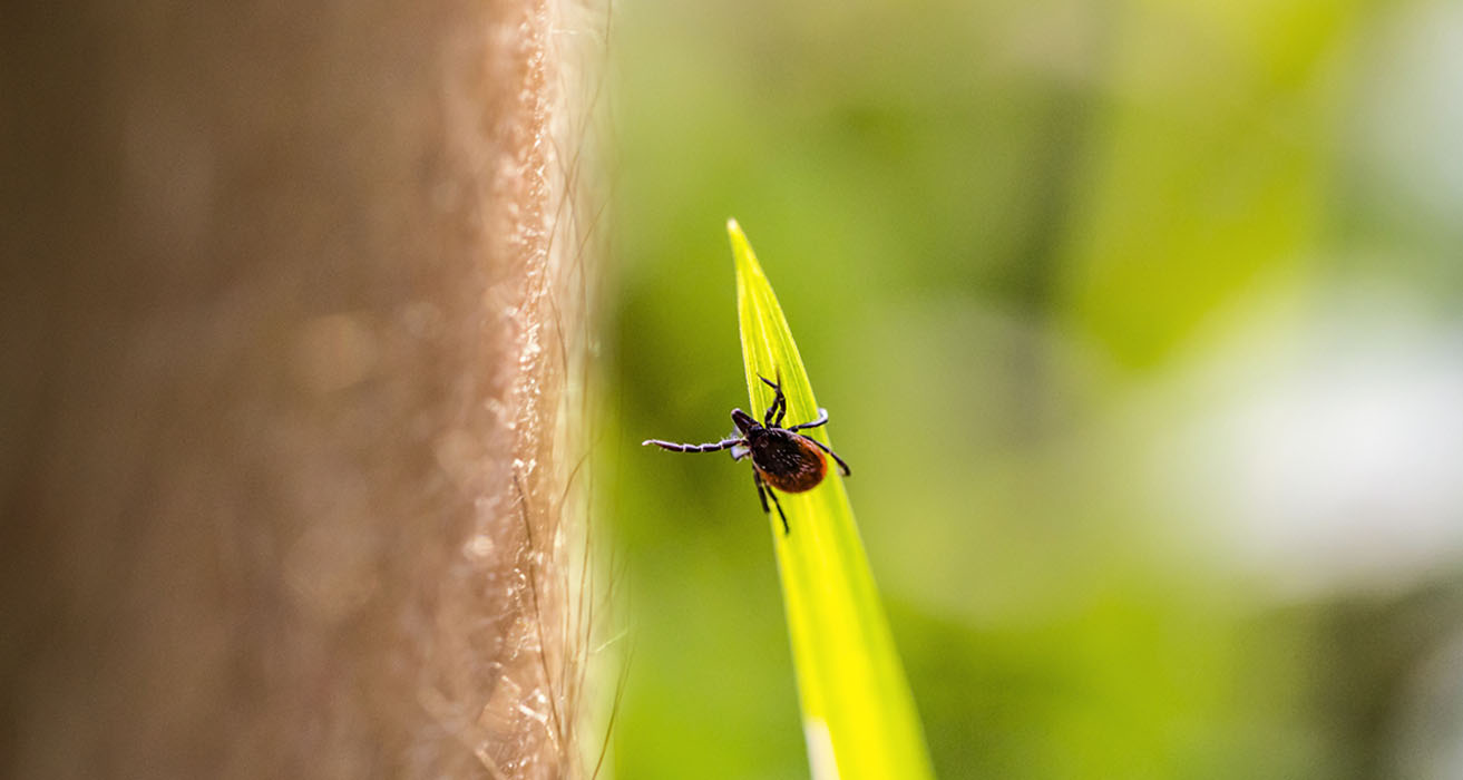 tick reaches for human