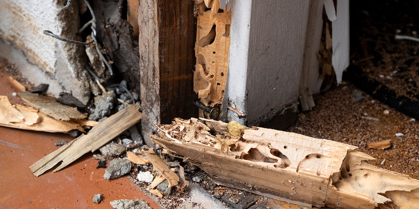 termite damage