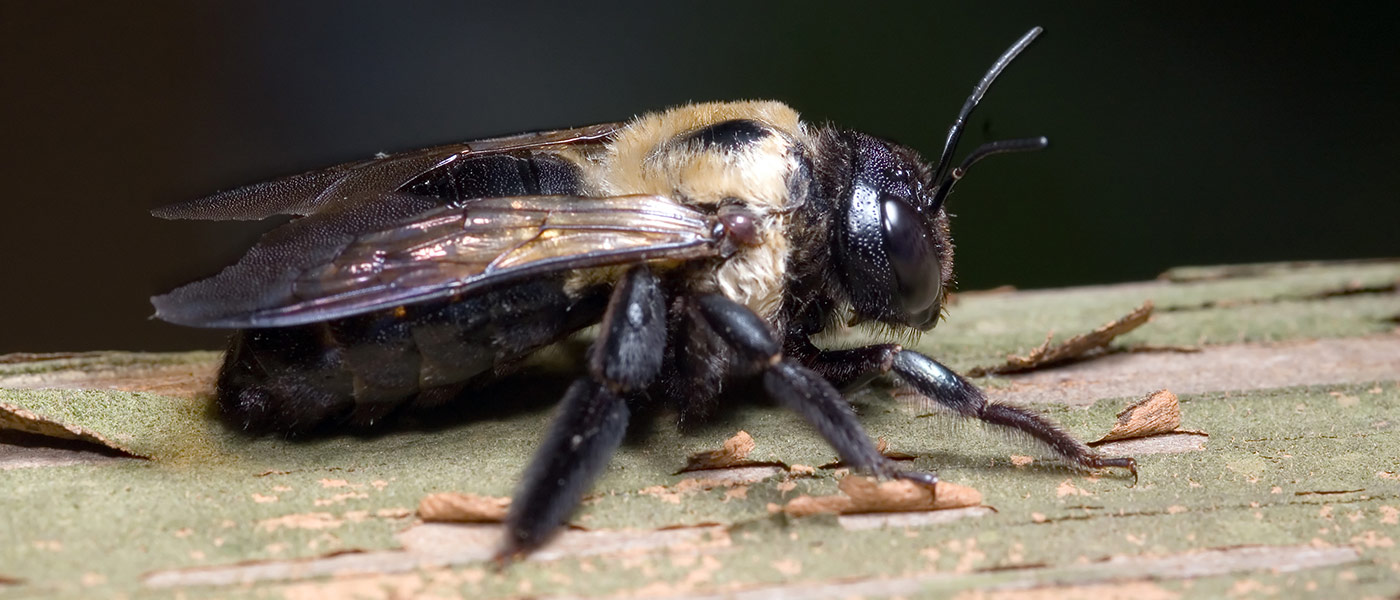 carpenter bee