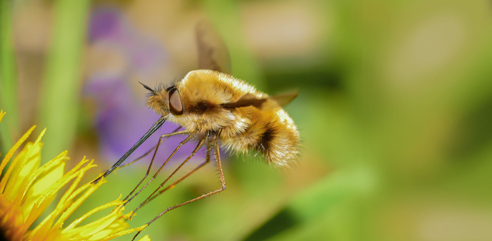 bee fly