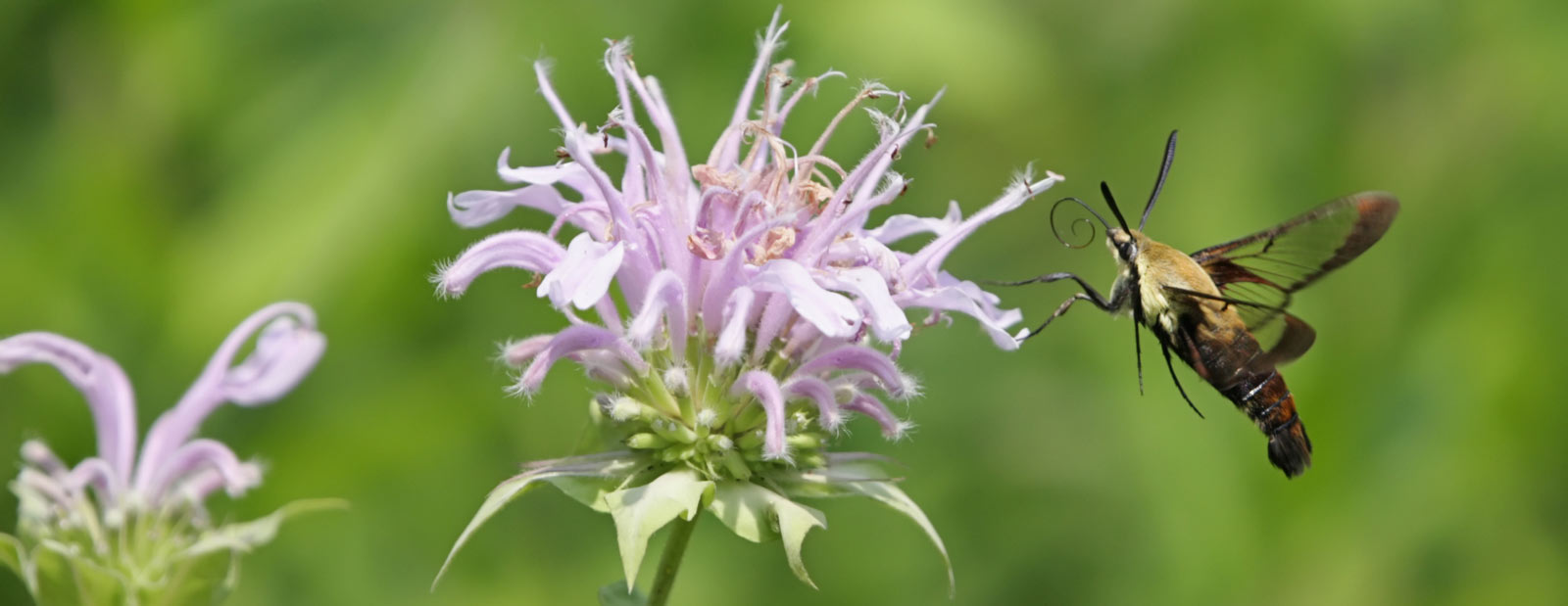 clearwing moth