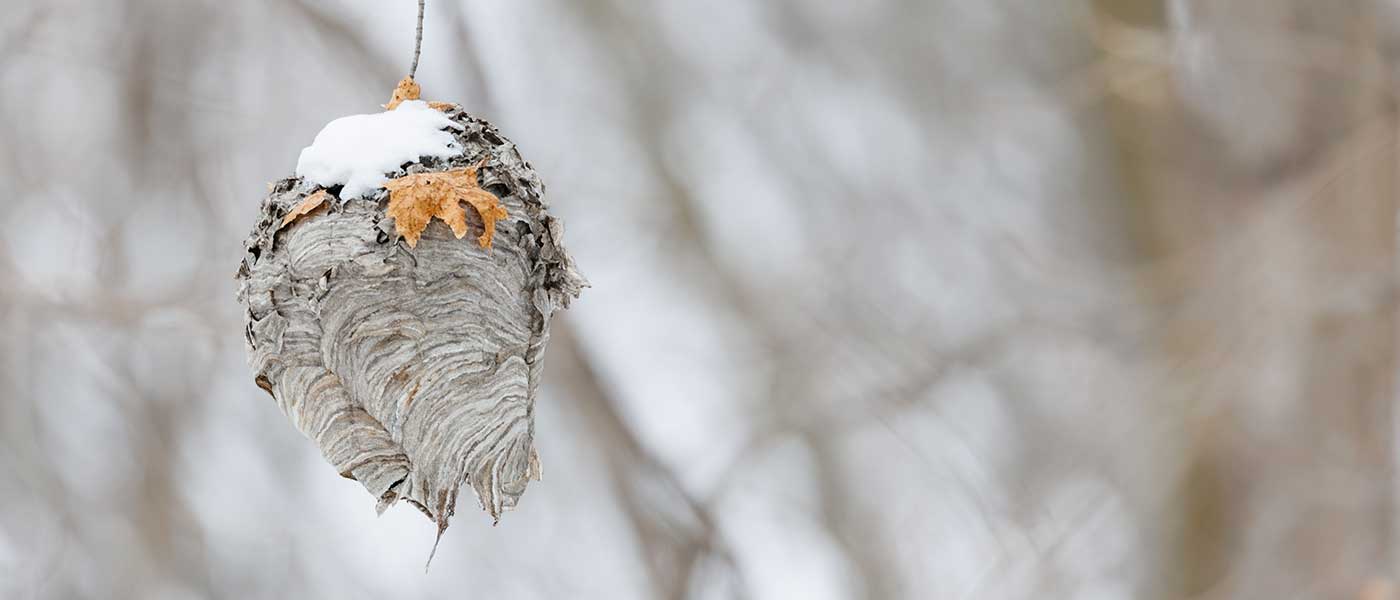 Wasps nest in winter