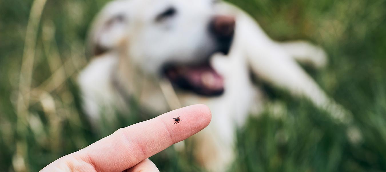 tick on finger dog in background