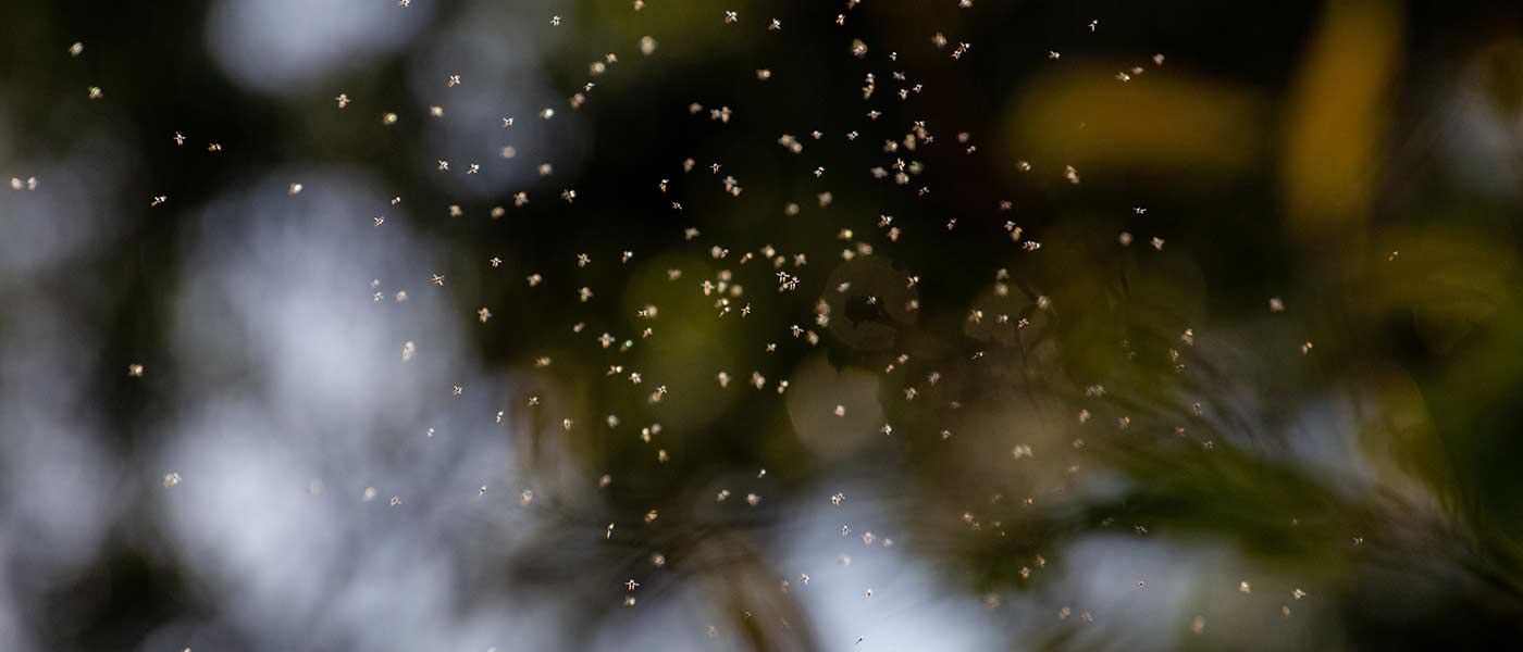 black fly swarm