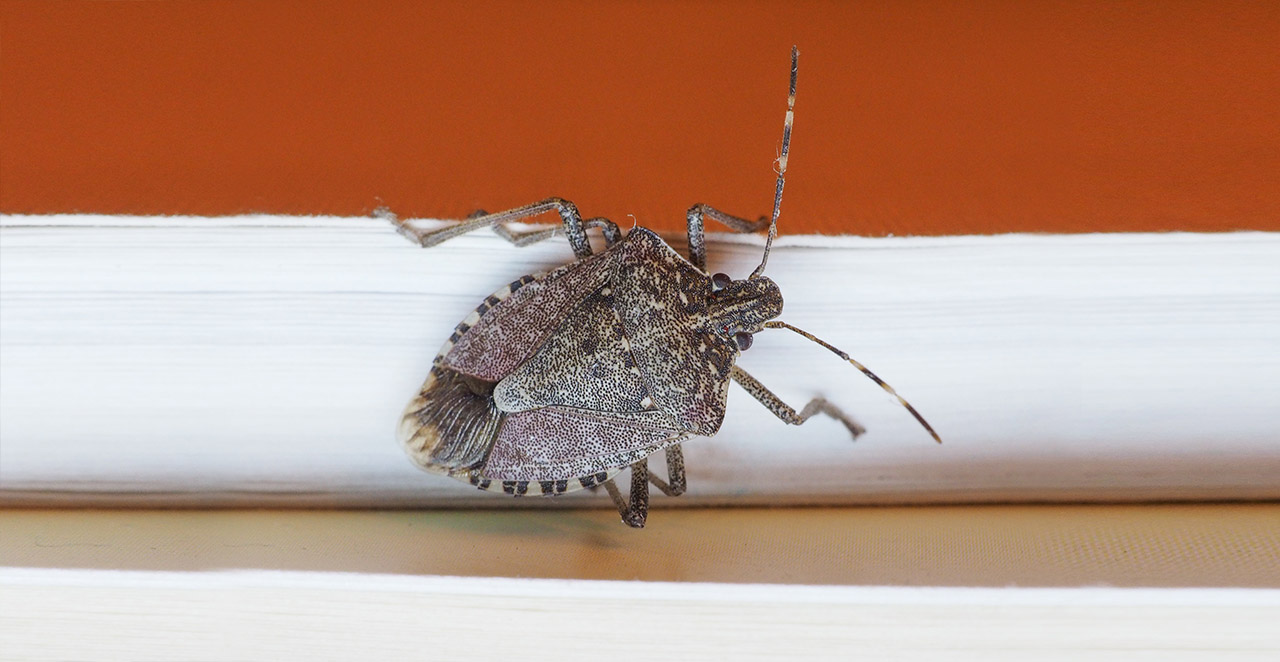 stink bug